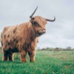 negative-space-highland-cow-farm-field-jan-jakub-nanista-thumb-1