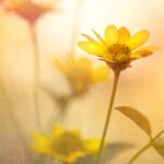negative-space-yellow-garden-flower